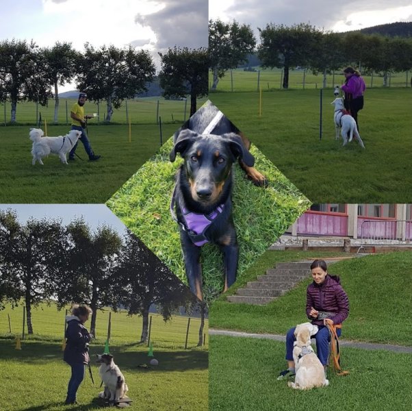 Cours d'éducation canine