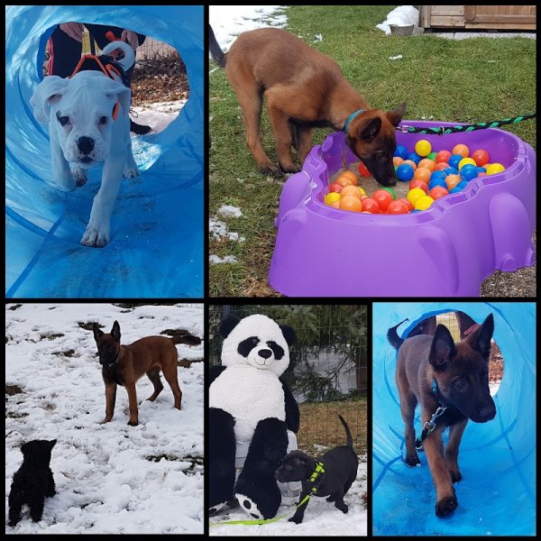 Cours d'éducation canine - photo 3