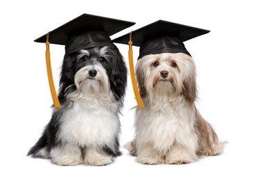 Education canine - photo 1