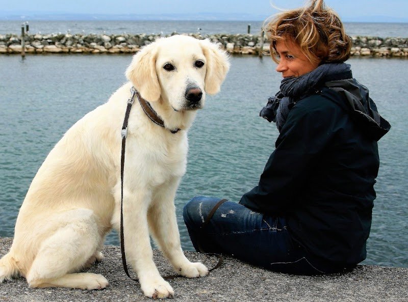 Education canine - photo 3