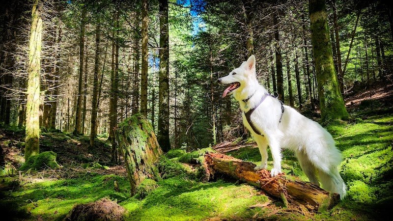 L'Aube Canine - photo 3