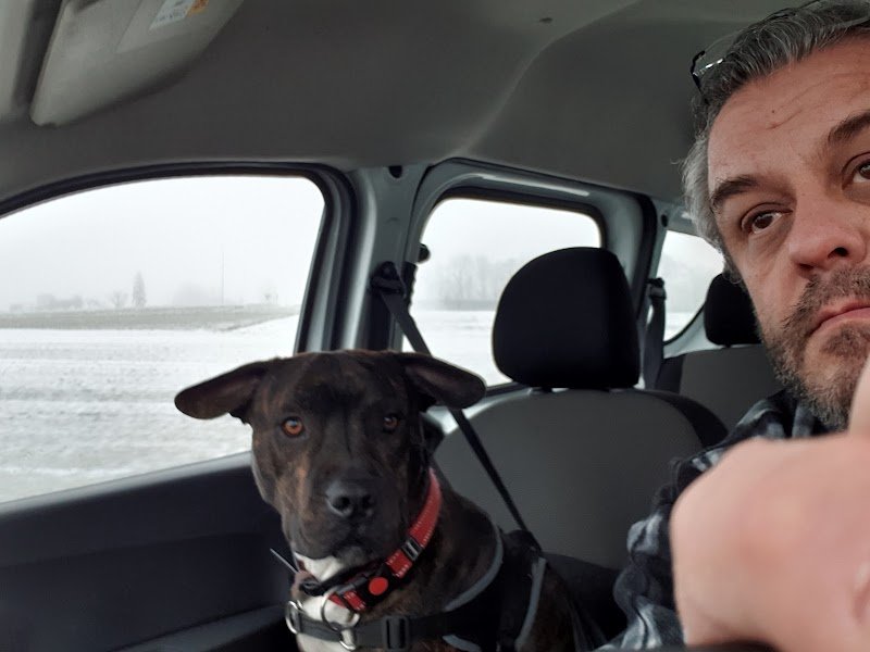 Dog's Academy - photo 1