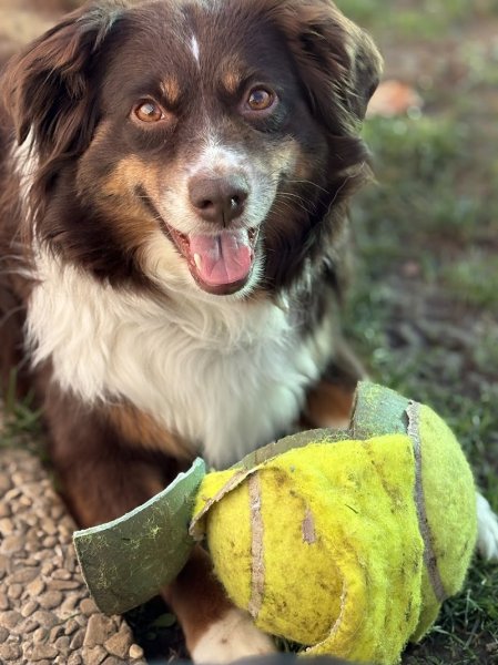 Jura Canin - photo 2