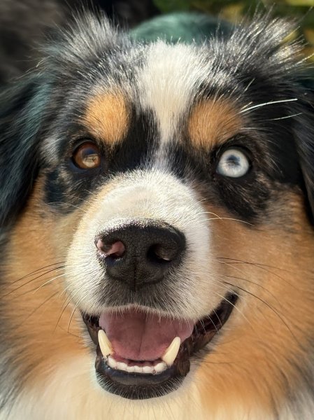 Jura Canin - photo 3