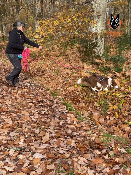 Isa'pets services éducateur / comportementaliste canin