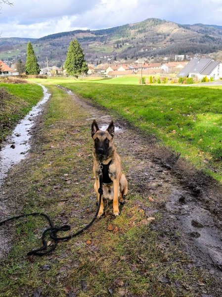 Isa'pets services éducateur / comportementaliste canin - photo 2