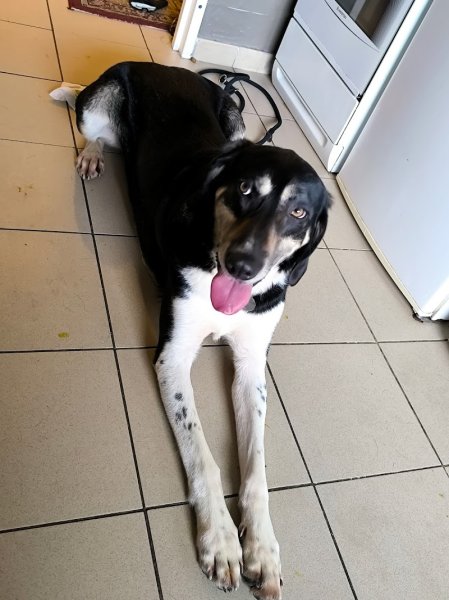 Isa'pets services éducateur / comportementaliste canin - photo 3