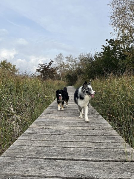 Julie Burkhardt - comportementaliste canin (R+) - Tao Académie - photo 2
