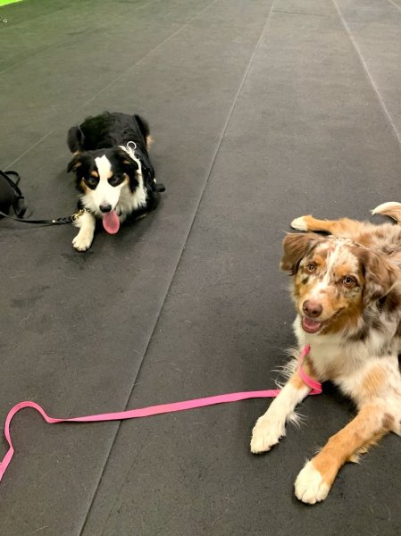 Le Centre Canin Astuces Canines - photo 2