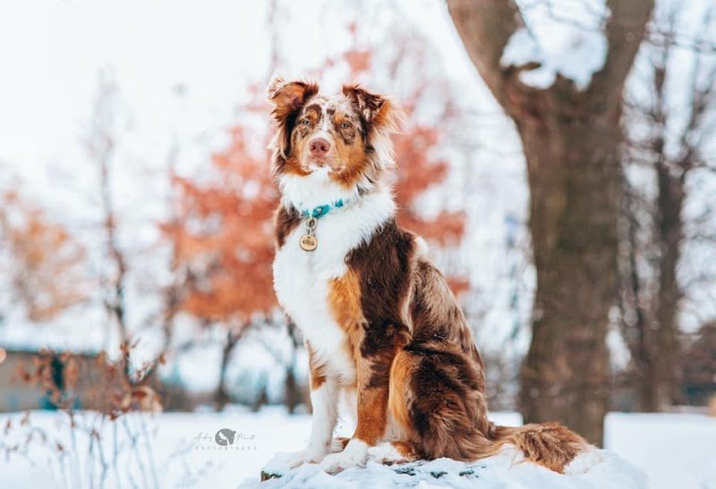 Le Centre Canin Astuces Canines - photo 3