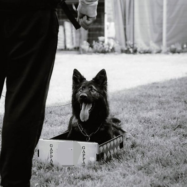 FRK9 – Éducateur & Pension Canine à Willer (68) - photo 2