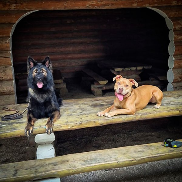 FRK9 – Éducateur & Pension Canine à Willer (68) - photo 3