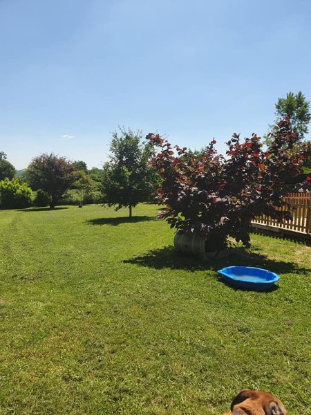 Educatrice canin Comportementaliste Pension familiale - Serenity dog