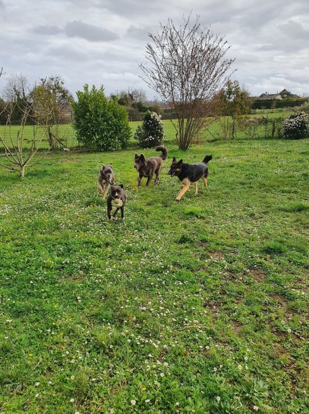 Educatrice canin Comportementaliste Pension familiale - Serenity dog - photo 2