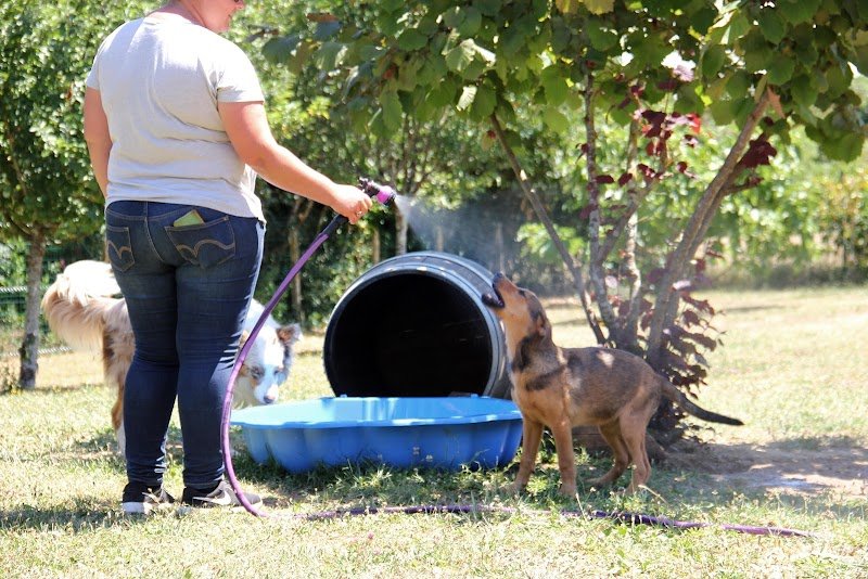 Educatrice canin Comportementaliste Pension familiale - Serenity dog - photo 3