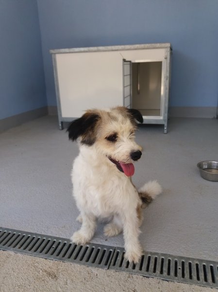 Domaine des granges / Pension canine - photo 2