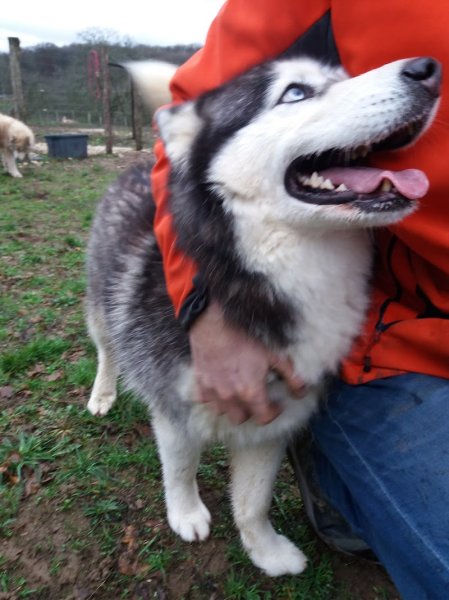 Domaine des granges / Pension canine - photo 3