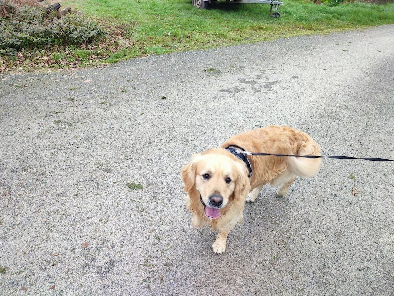 Laga'Dog éducateur comportementaliste canin - photo 2