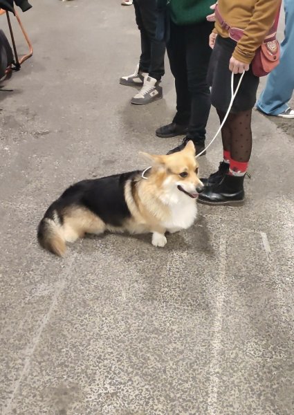 Laga'Dog éducateur comportementaliste canin - photo 3