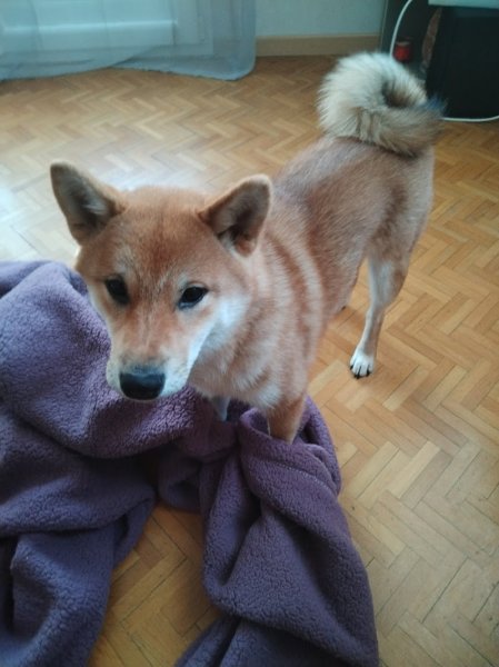 Un Bon Coup de Patte - Educateur Canin - photo 1