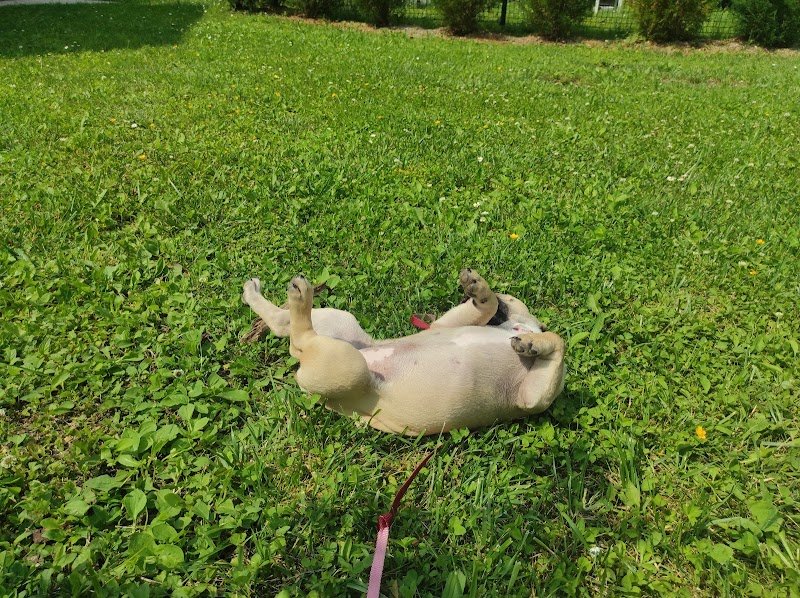 Un Bon Coup de Patte - Educateur Canin - photo 2