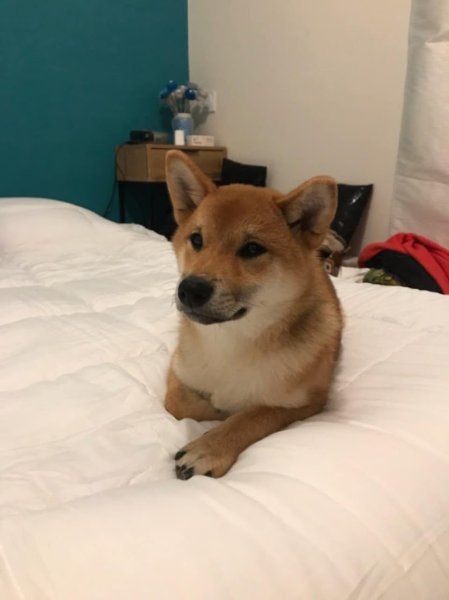 Un Bon Coup de Patte - Educateur Canin - photo 3