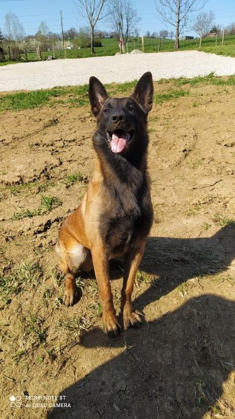 Dog guardia - photo 2