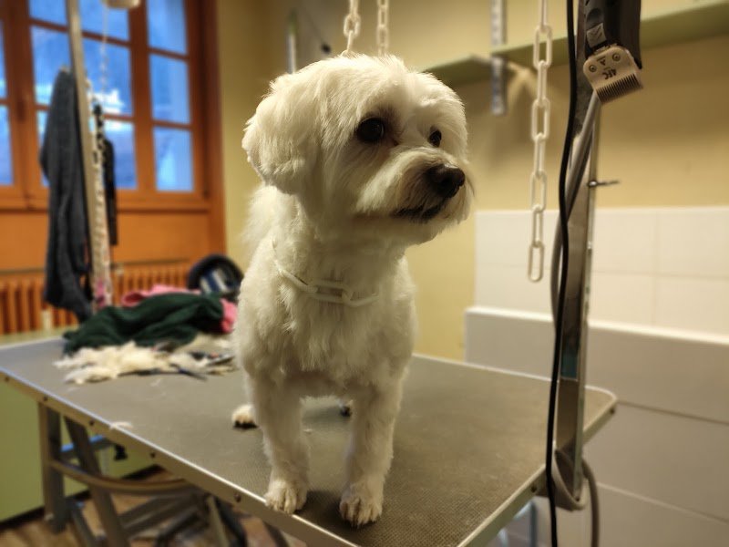 Canin'Altitude - photo 2