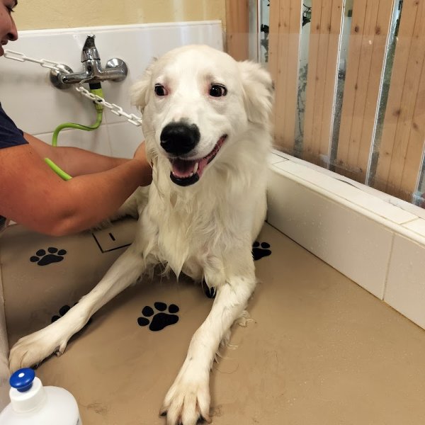 Canin'Altitude - photo 3