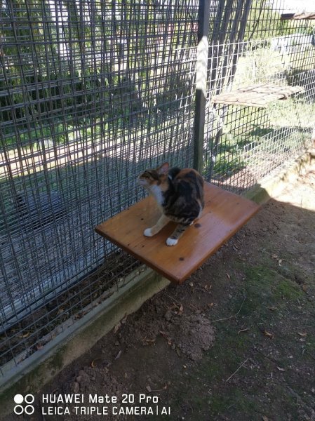 Zanimax - Pension canine et élevage - photo 2