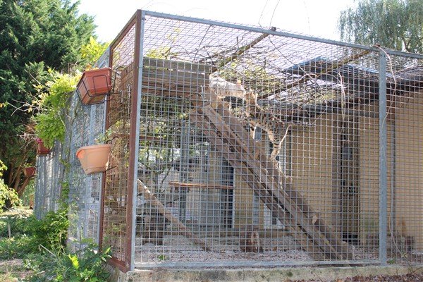 Zanimax - Pension canine et élevage - photo 3