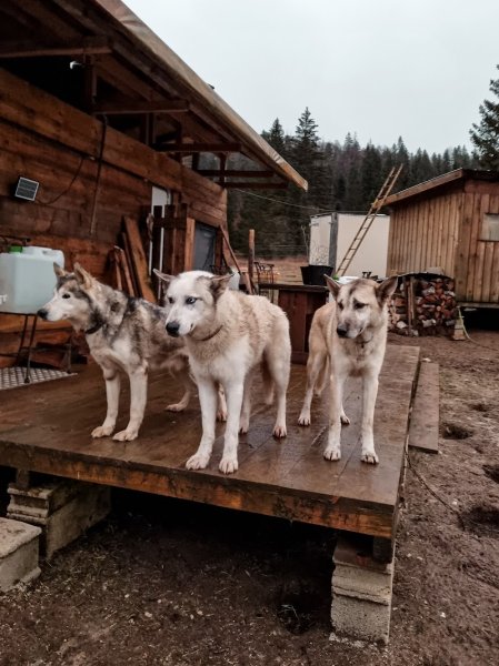 Free Sled - Chiens de traîneau