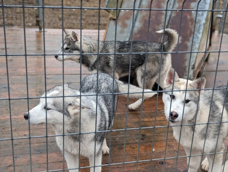 Free Sled - Chiens de traîneau - photo 2