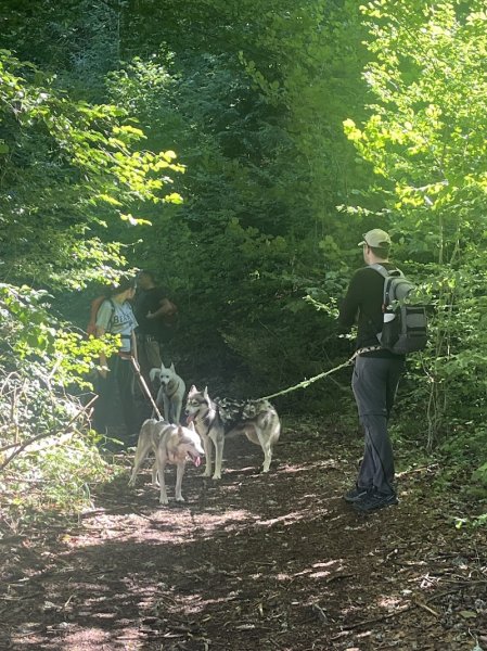 Free Sled - Chiens de traîneau - photo 3