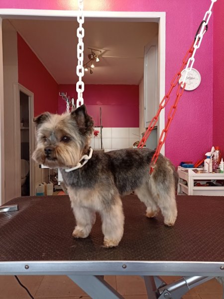 Fantaisie Canine - photo 1