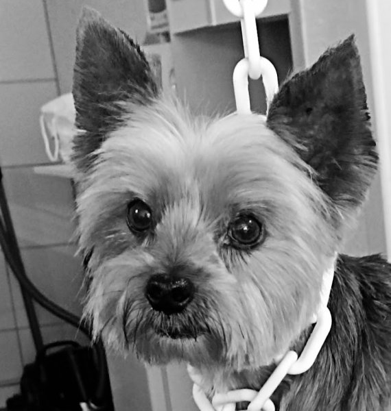 Fantaisie Canine - photo 2