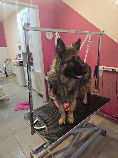 Fantaisie Canine - photo 3