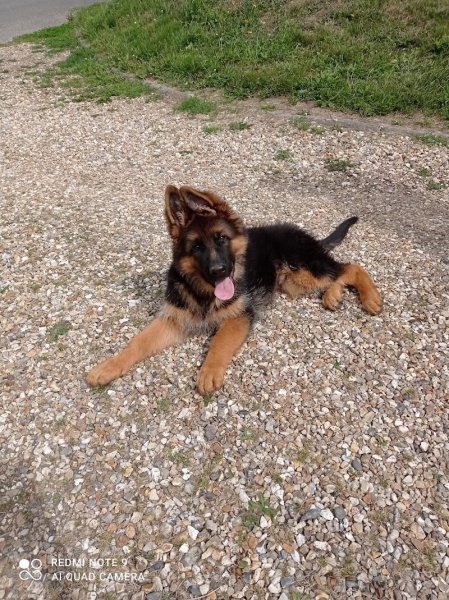 Les Chiens d'Anna - photo 2