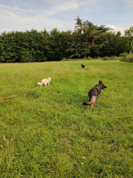 Les Chiens d'Anna - photo 3