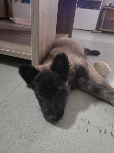 Dog ÉQUI LIBRE - photo 2