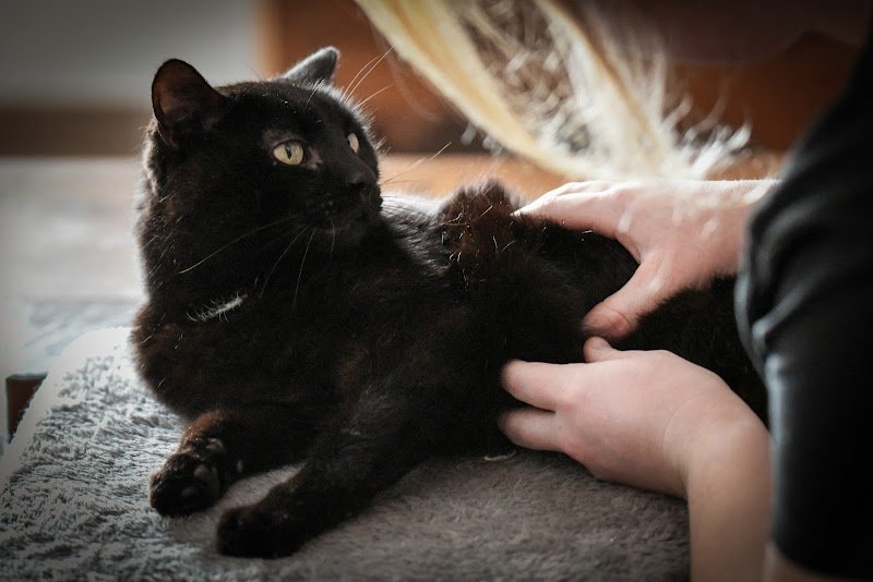 Xavière Gabrion Ostéopathe Animalier (Equin, Canin, Félin, Bovin)