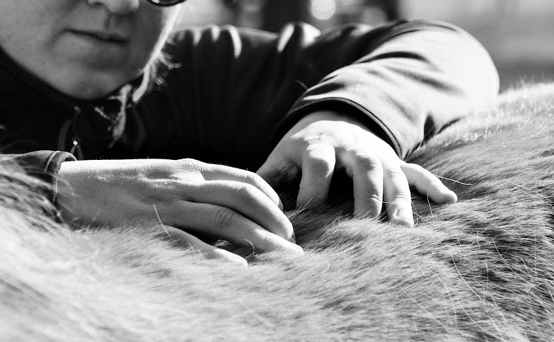 Xavière Gabrion Ostéopathe Animalier (Equin, Canin, Félin, Bovin) - photo 3
