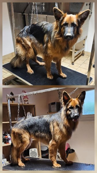 Royet Shanna Toilettage canin - photo 2