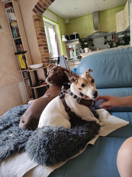 PENSION EDEN DOGS - photo 2