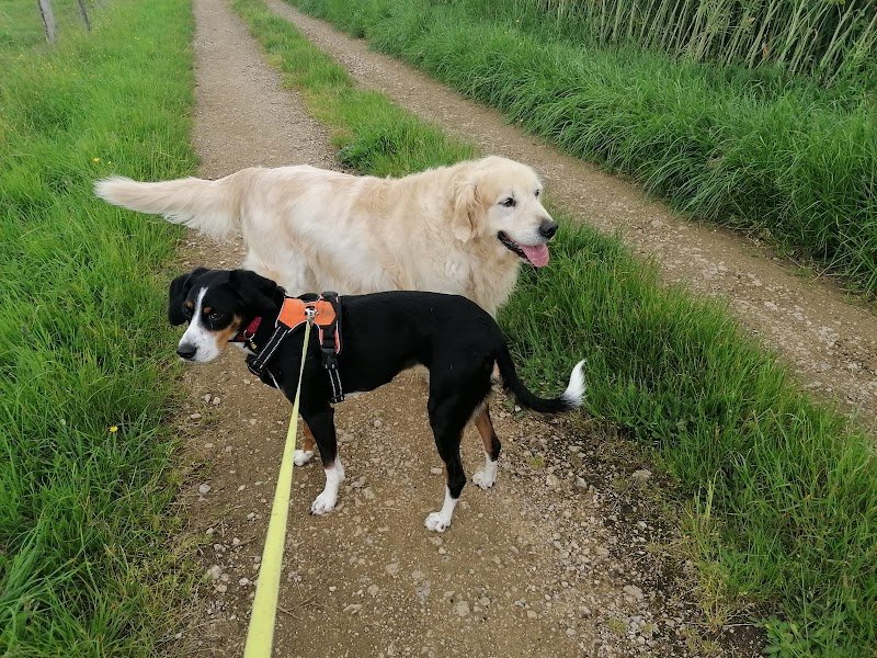 pension chien jura - photo 1