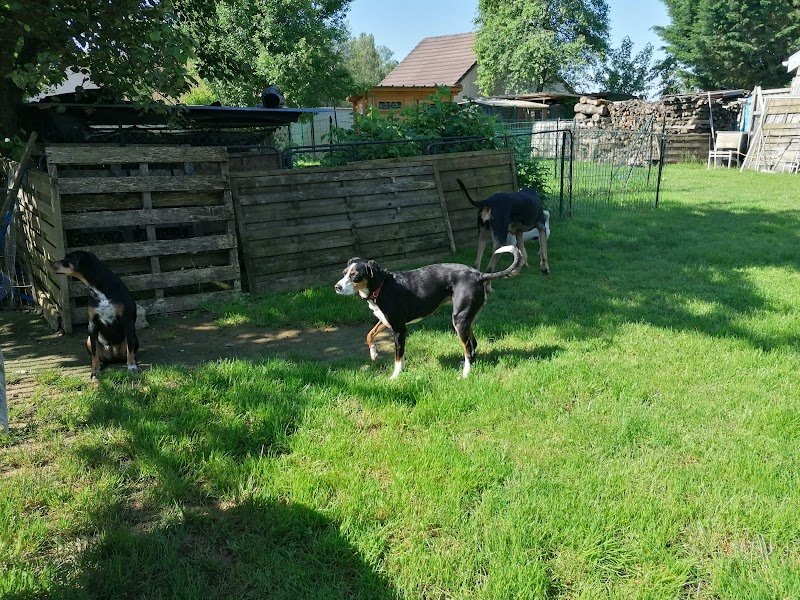 pension chien jura - photo 2