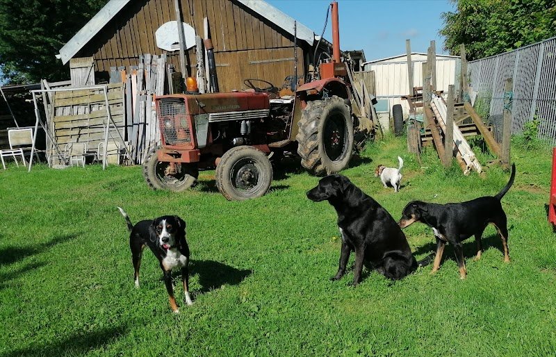 pension chien jura - photo 3