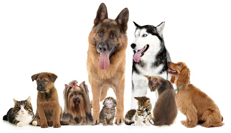 NATURE DOG 39 - photo 1