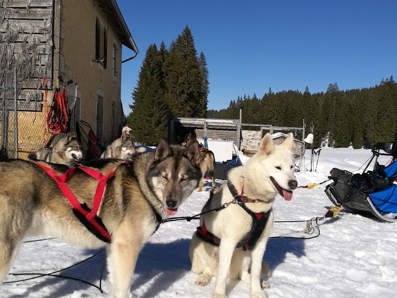Sentiers Nordiques Activités chiens de traineaux Jura