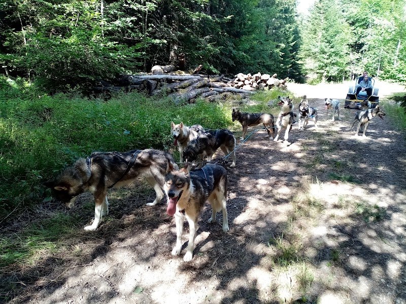 Sentiers Nordiques Activités chiens de traineaux Jura - photo 3